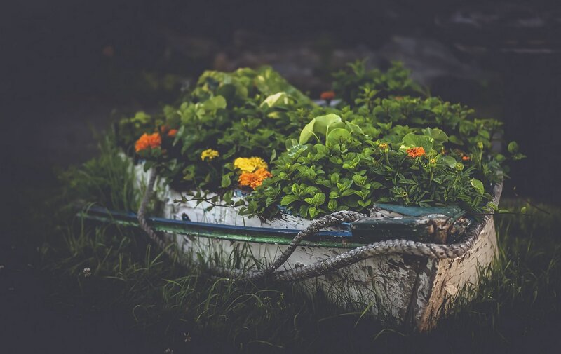 Old Boat with Flowers