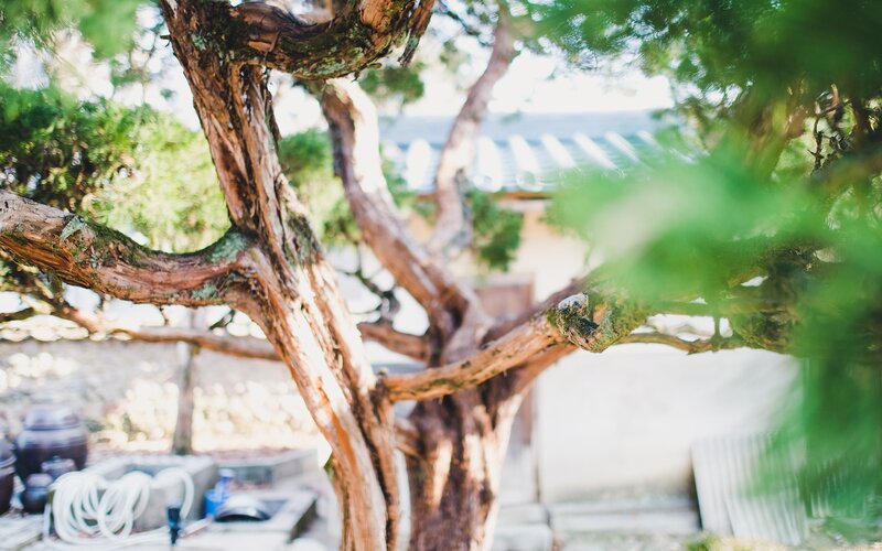 Old Bonsai Tree