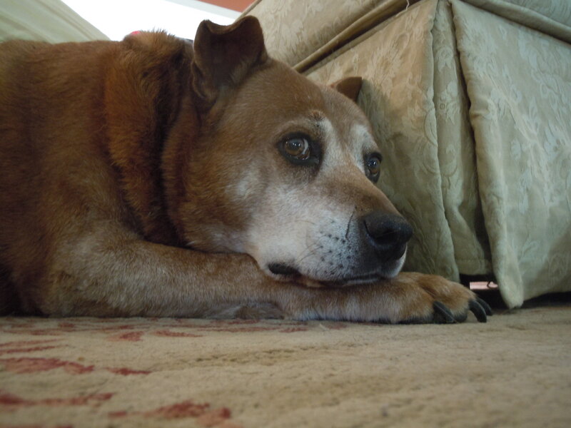 Old Brown Dog Resting