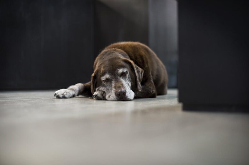 Old Brown Dog Sleeping