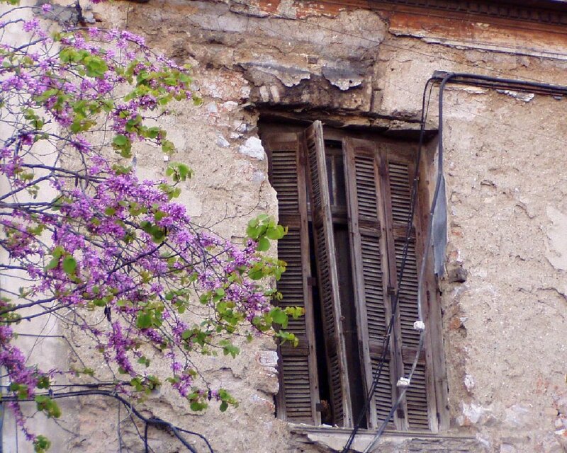 Old building with blooming tree