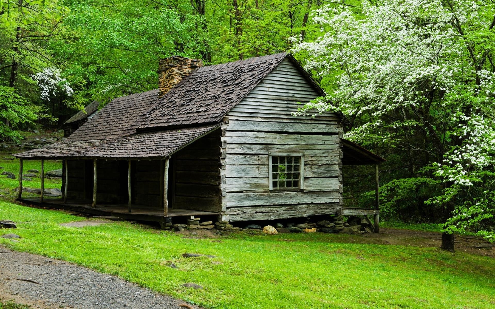 Old cabin in forest