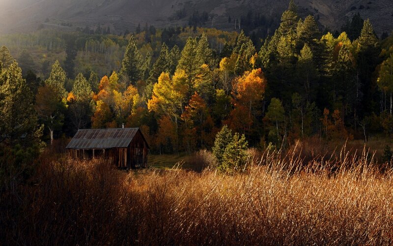 Old Cabin in Forest — Brown