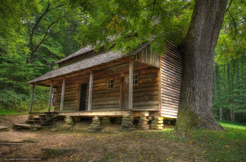Old cabin in forest