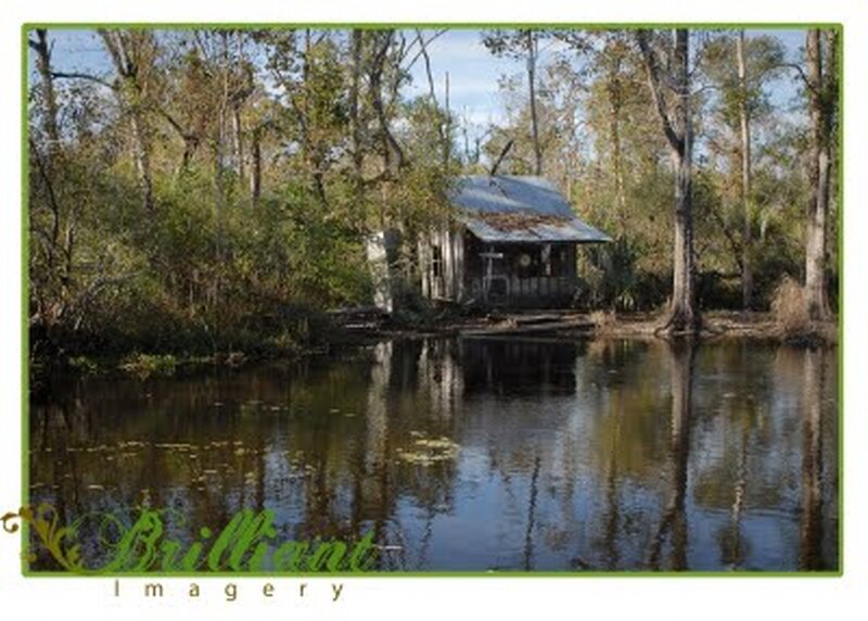 Old Cabin in Swamp