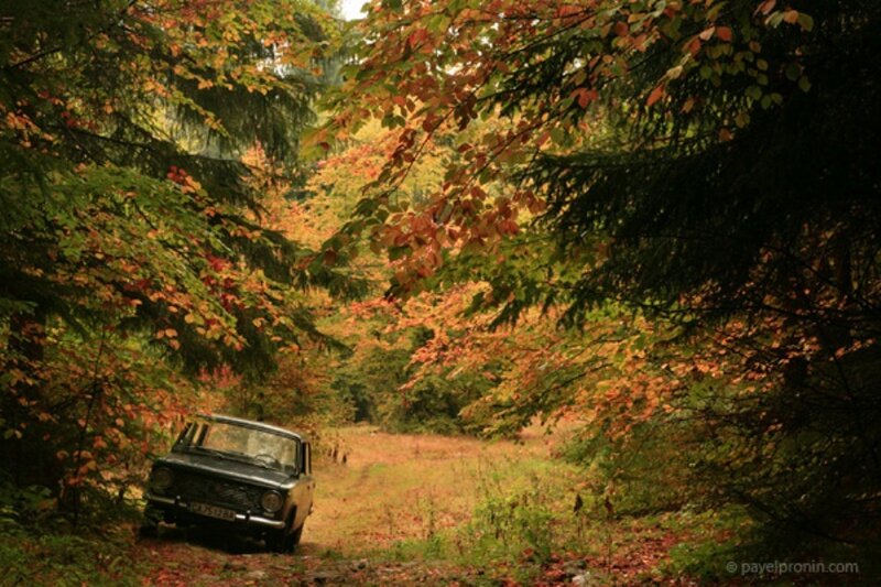 Old Car in Forest