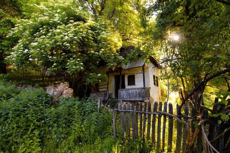 Old Cottage in Forest