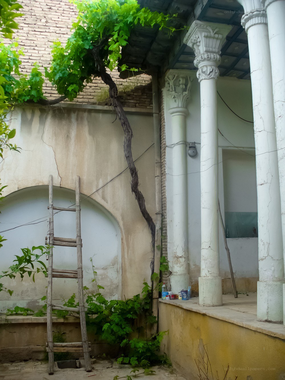 Old courtyard with vines and columns