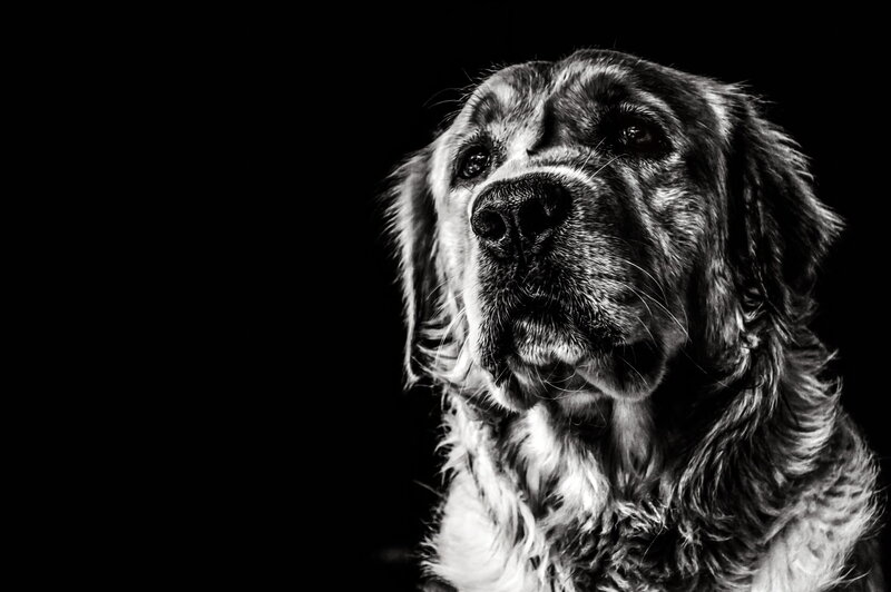 Old Dog in Black and White