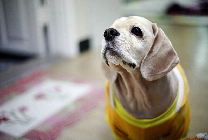 Old Dog in Yellow Shirt