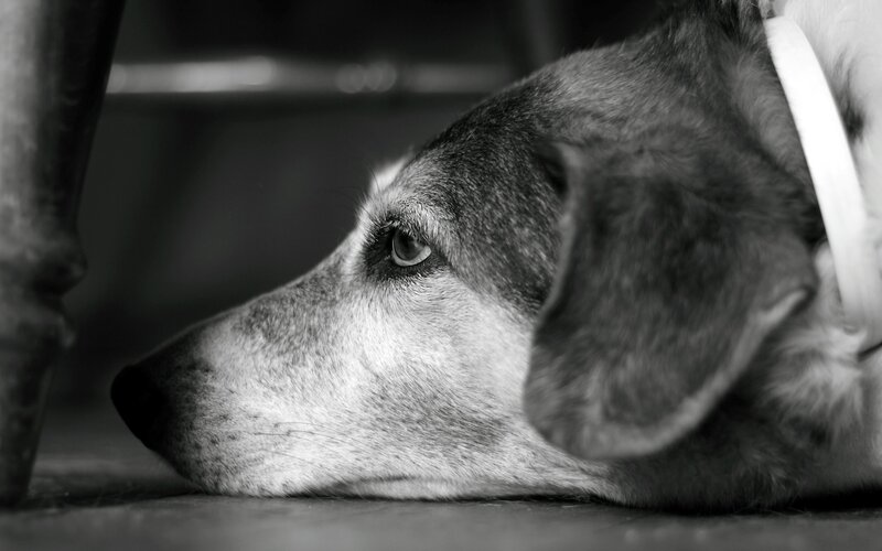 Old Dog Lying Down
