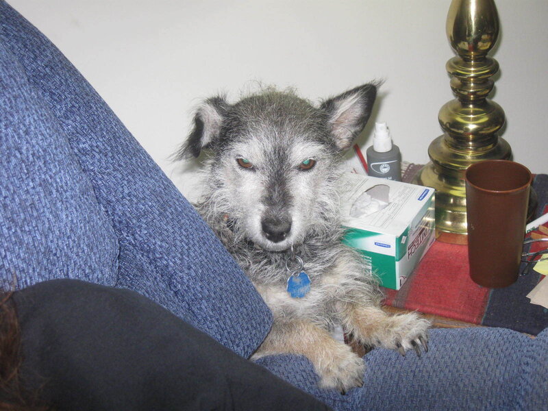 Old Dog on Couch