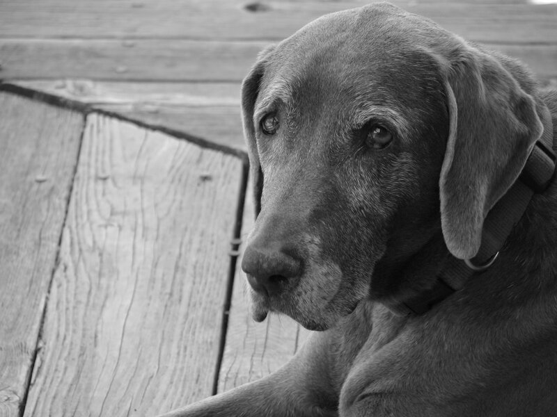 old dog on wooden deck