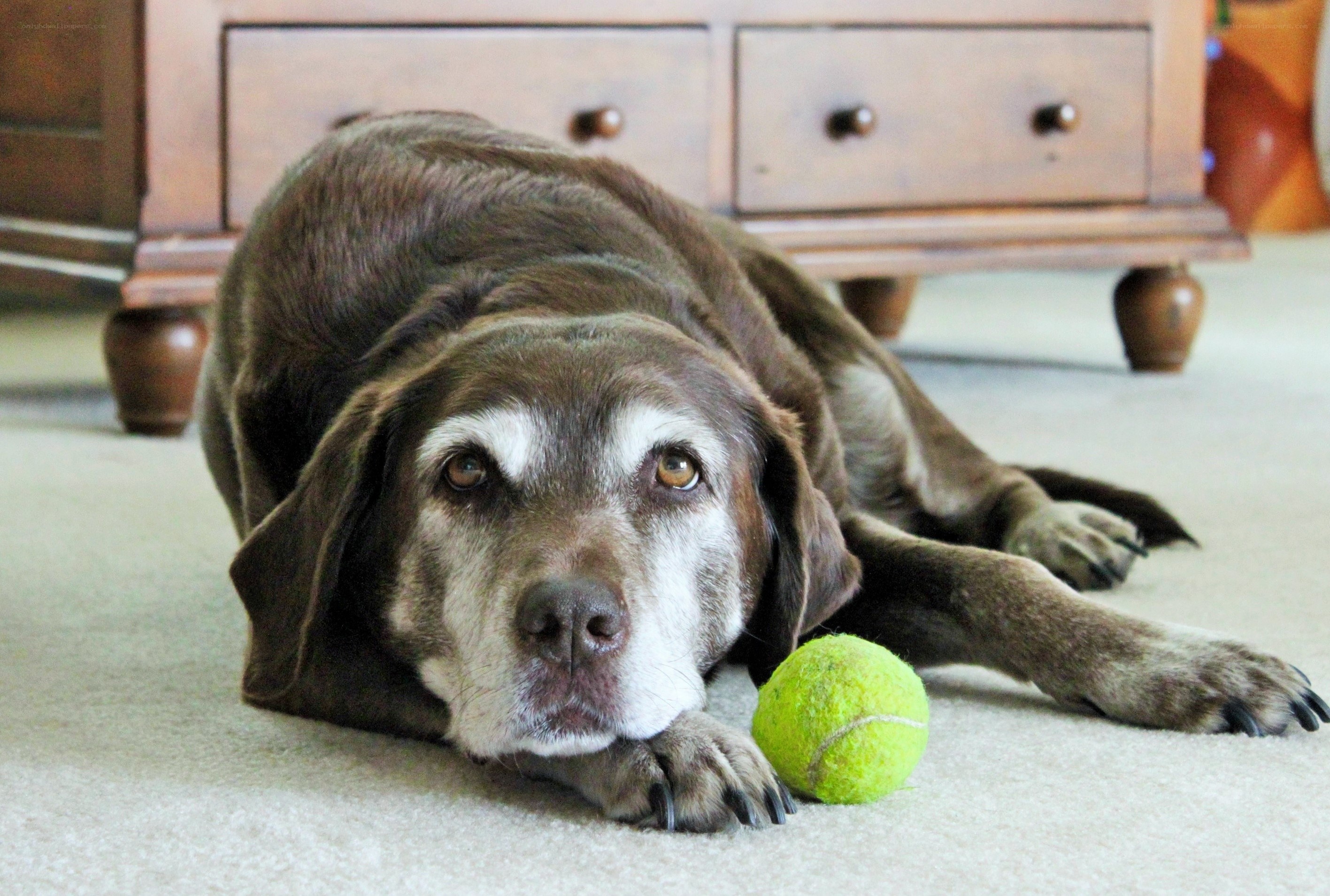 old dog with tennis ball