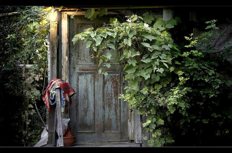 Old door with vines