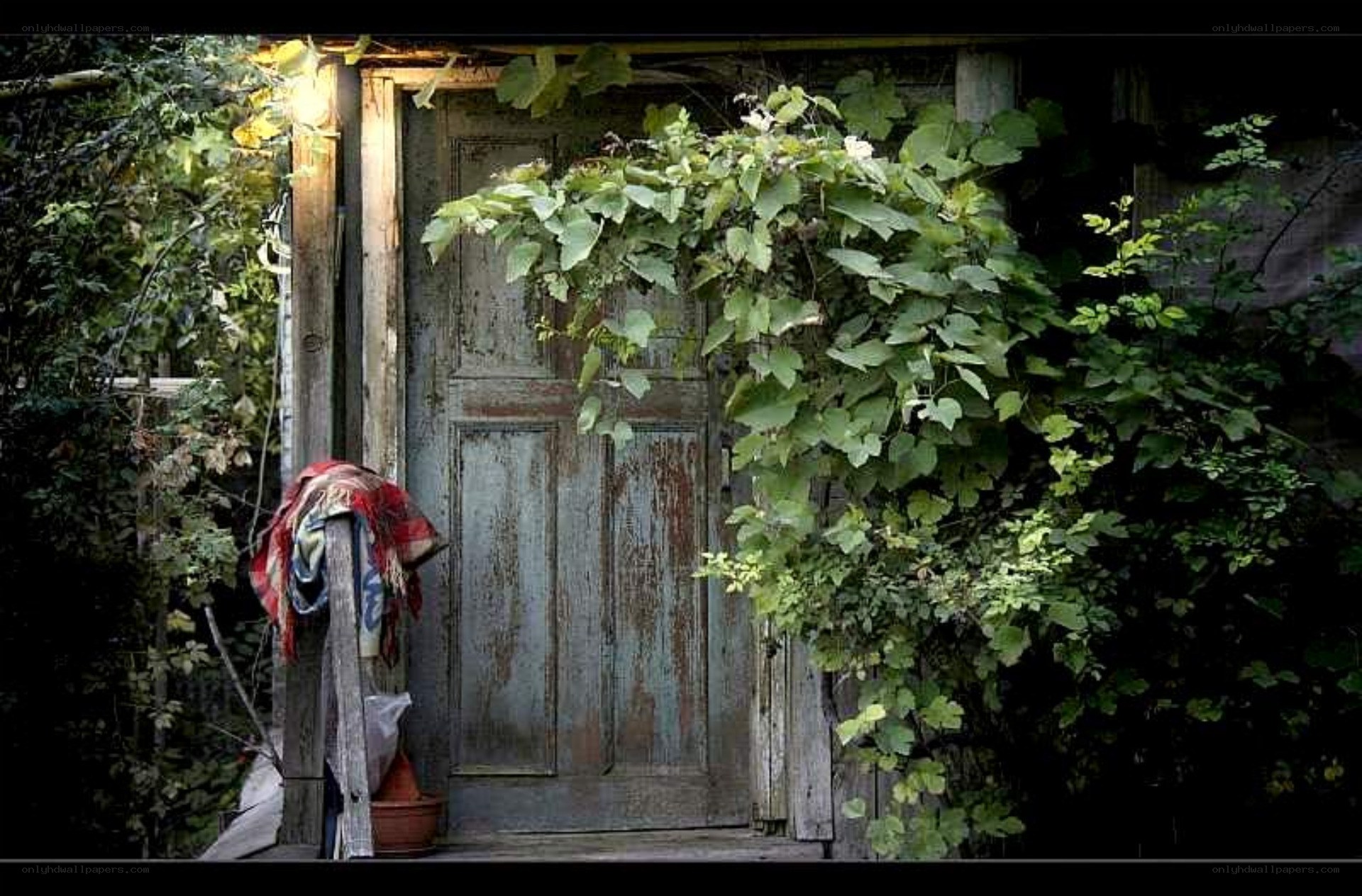 Old door with vines