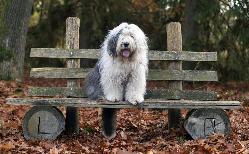 Old English Sheepdog — Brown, Calm