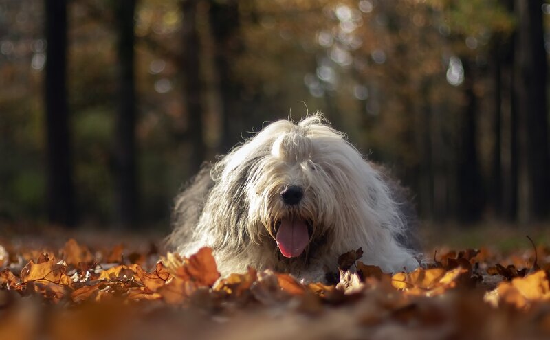 Old English Sheepdog — Brown