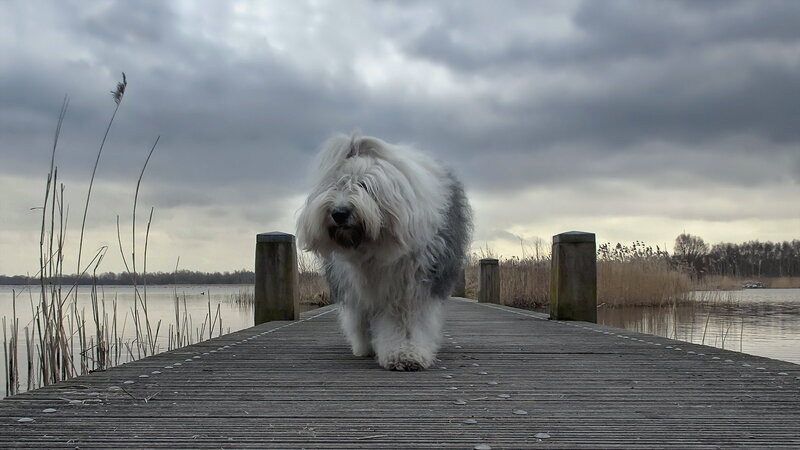 Old English Sheepdog — Gray