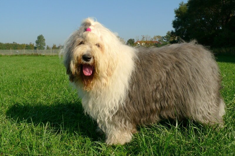 Old English Sheepdog — Green