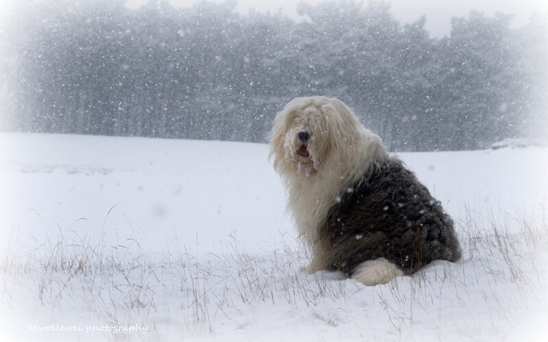 Old English Sheepdog in Snow