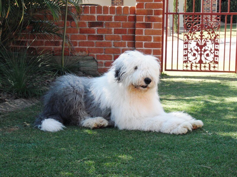 Old English Sheepdog on lawn