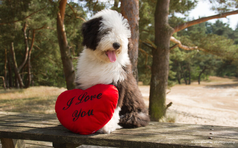 Old English Sheepdog Puppy