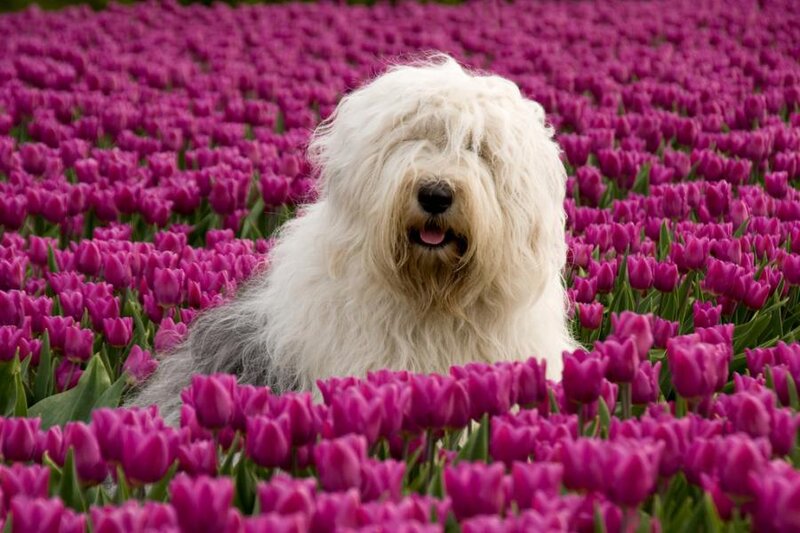 Old English Sheepdog