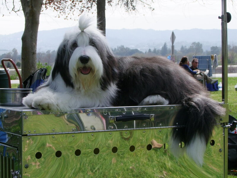 Old English Sheepdog — White, Calm, Afternoon