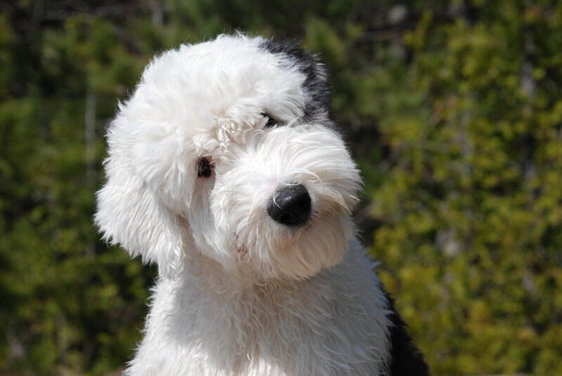 Old English Sheepdog — White, Calm