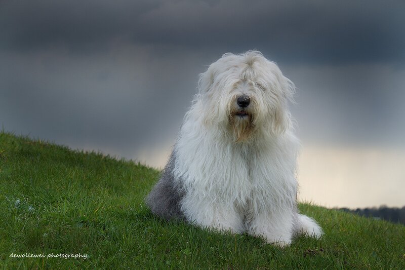 Old English Sheepdog — White, Dramatic