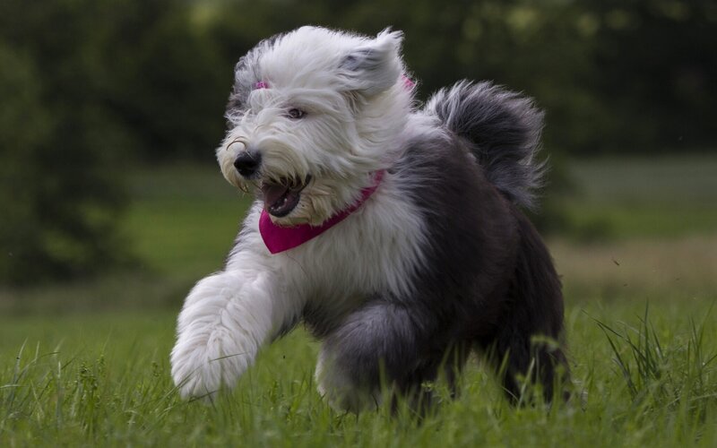 Old English Sheepdog — White