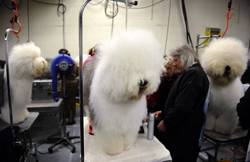 Old English Sheepdogs at grooming
