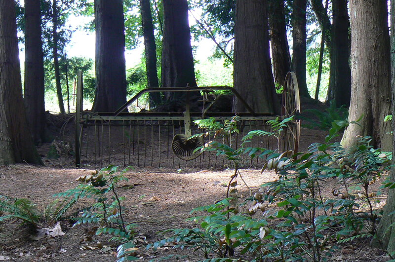 Old Farm Implement in Forest