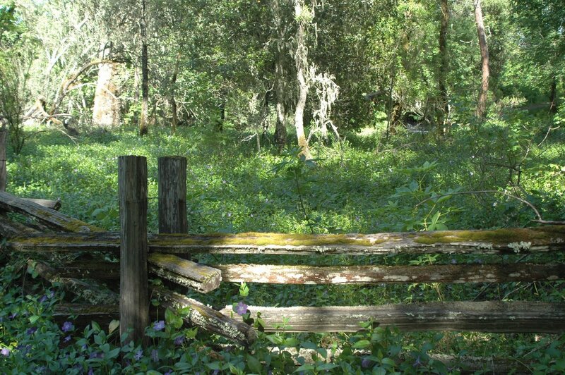 Old fence in a forest