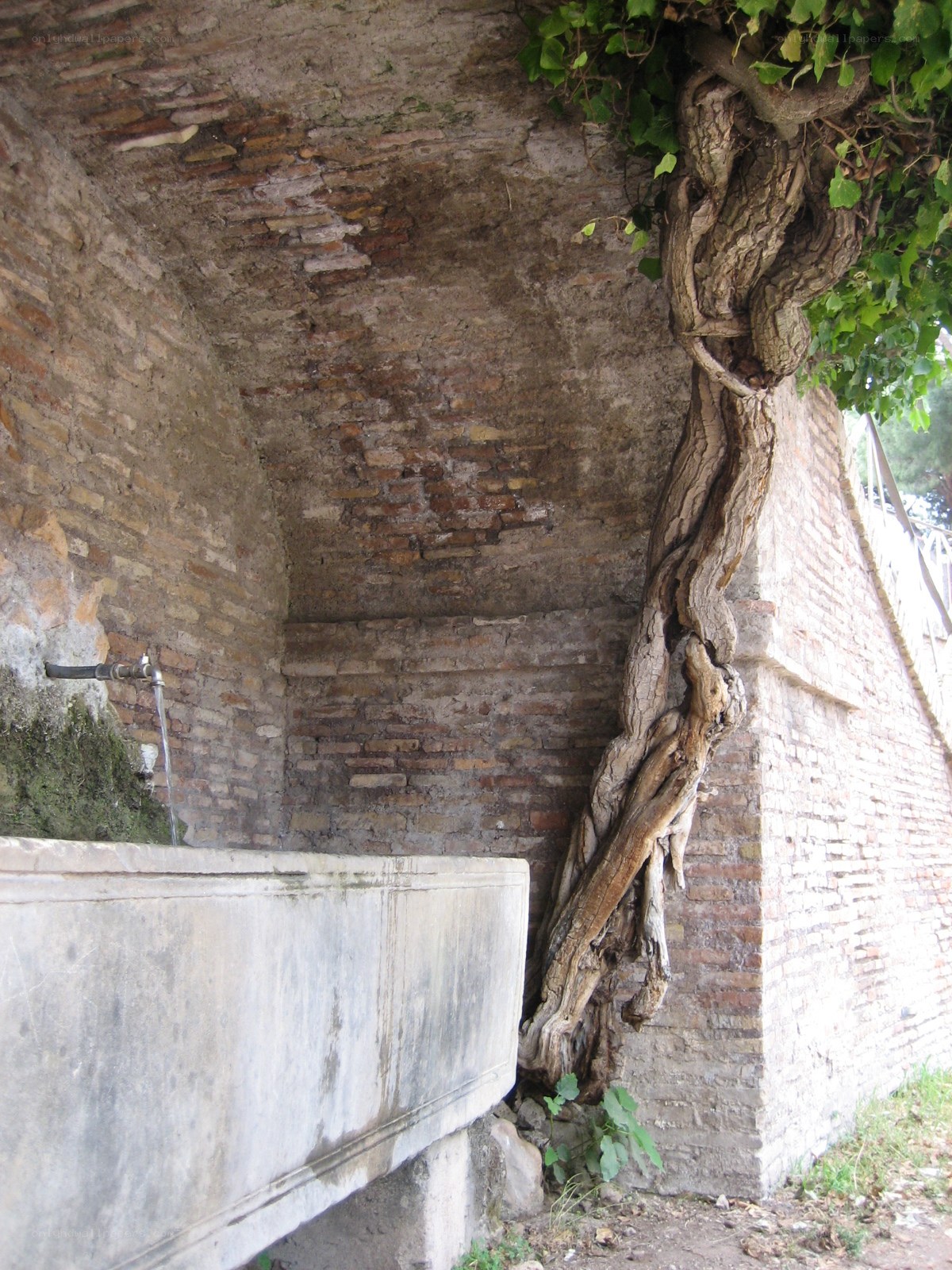 Old fountain with vine