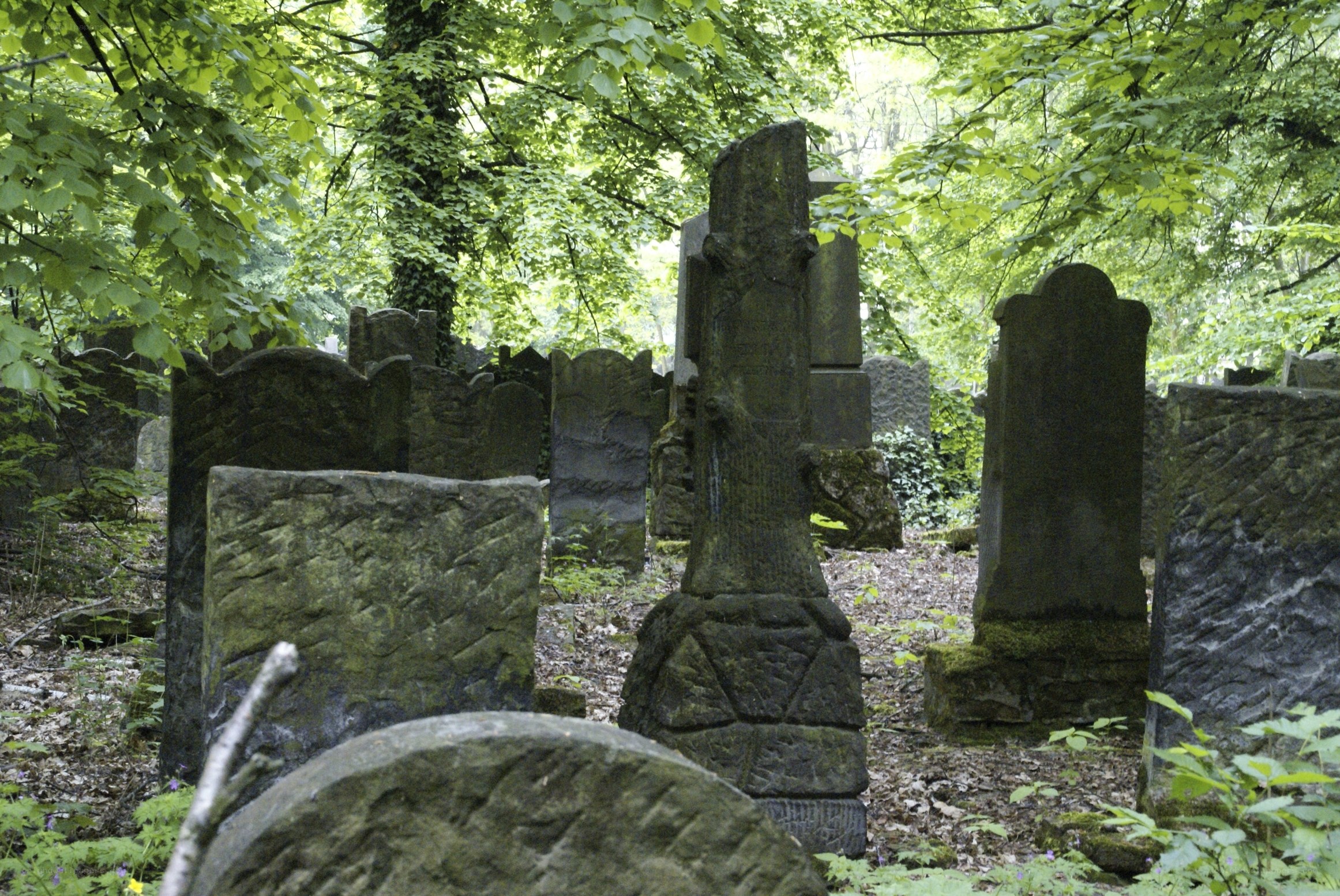 Old gravestones in a forest