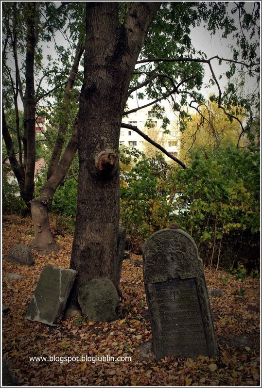 Old gravestones in a wooded area