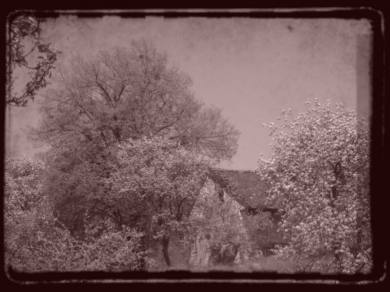 Old House Among Trees