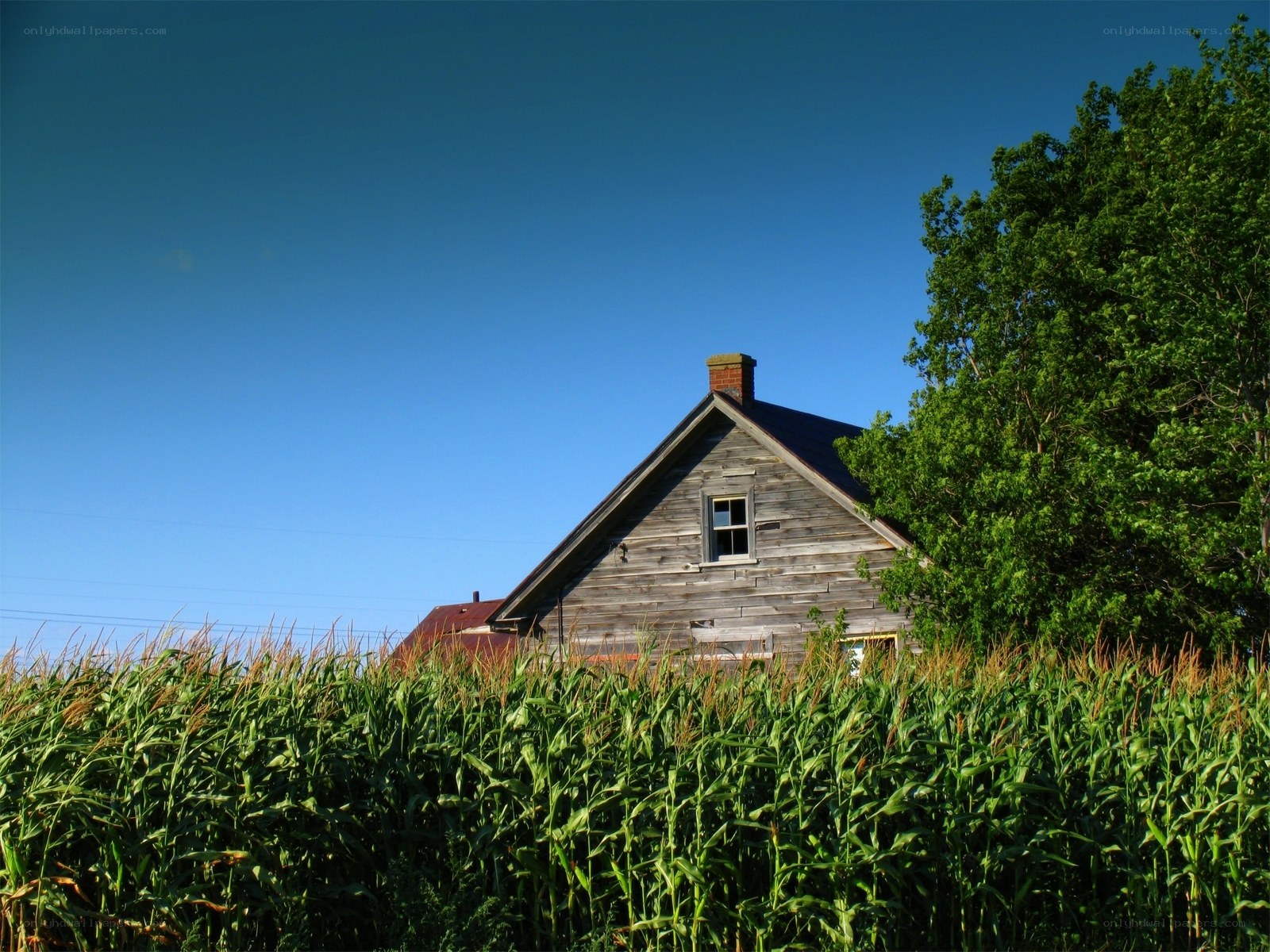 Old house in cornfield