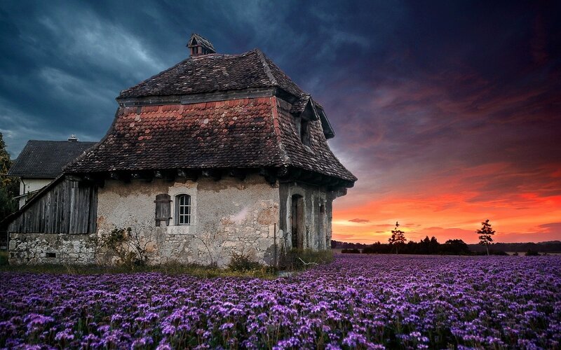 Old House in Lavender Field — Purple