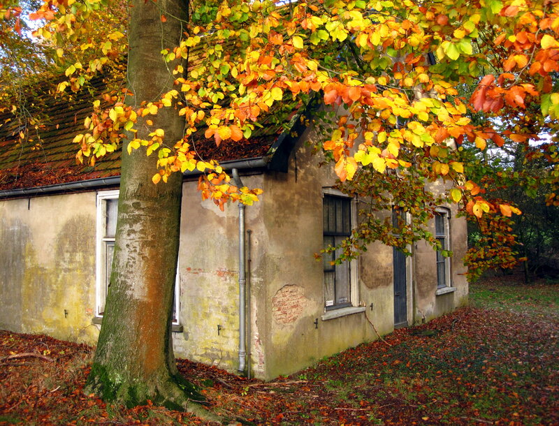 Old House with Autumn Tree