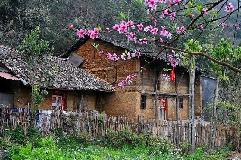 Old House with Blossoms