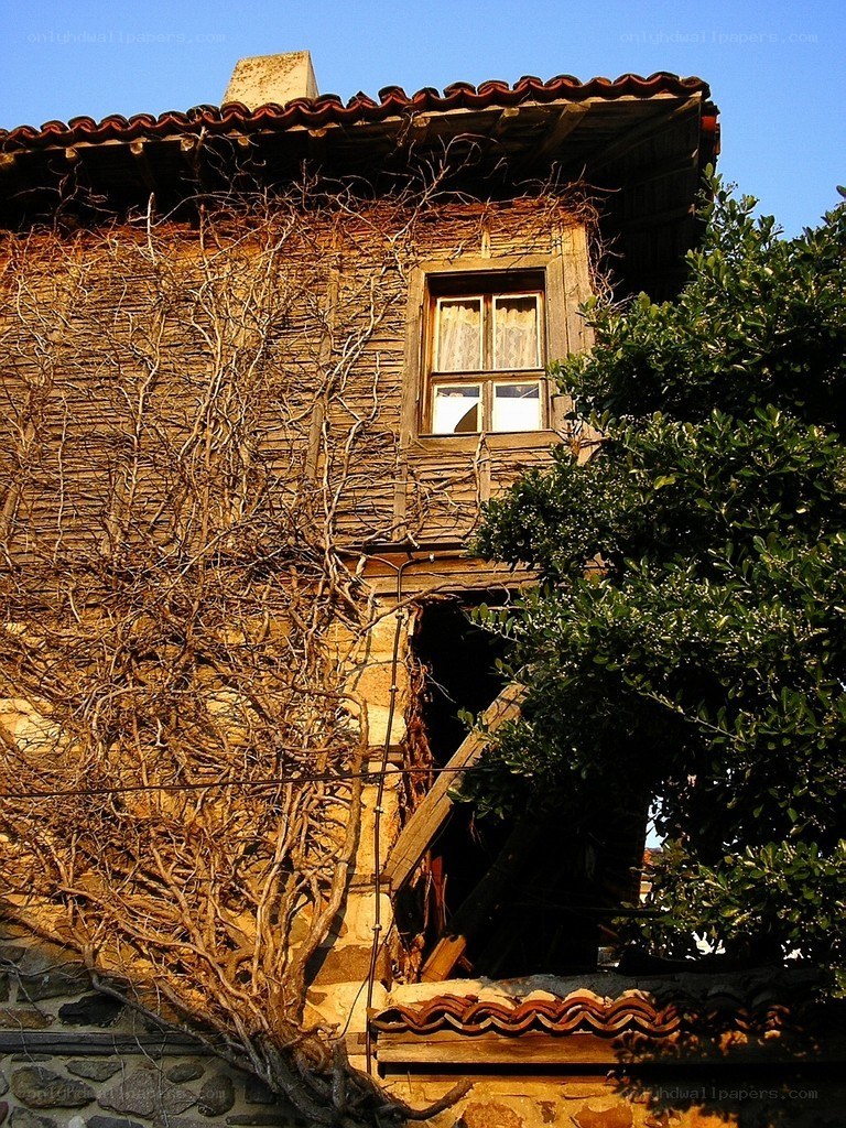 Old house with ivy-covered walls