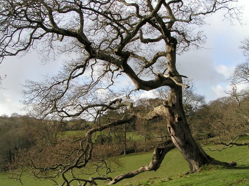 Old Leafless Tree