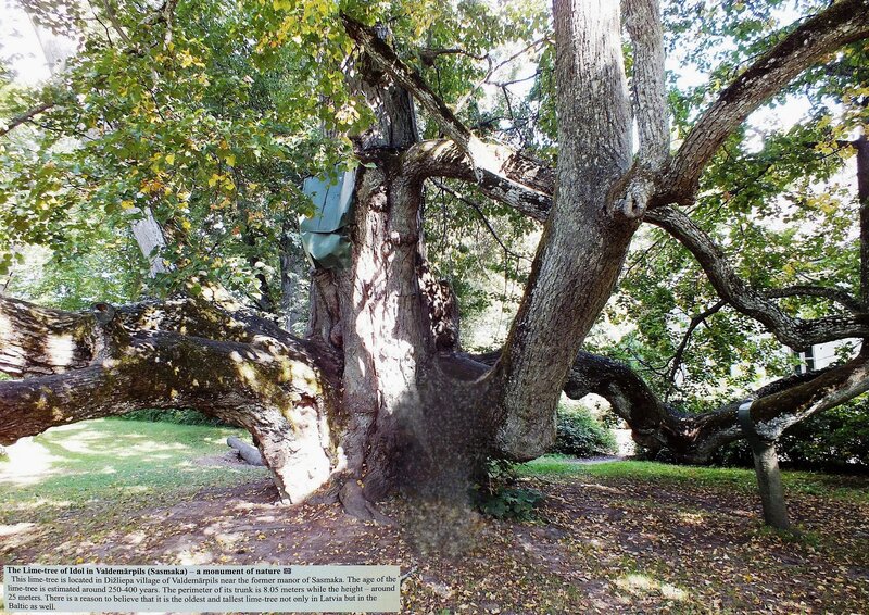 Old Lime-tree in Park