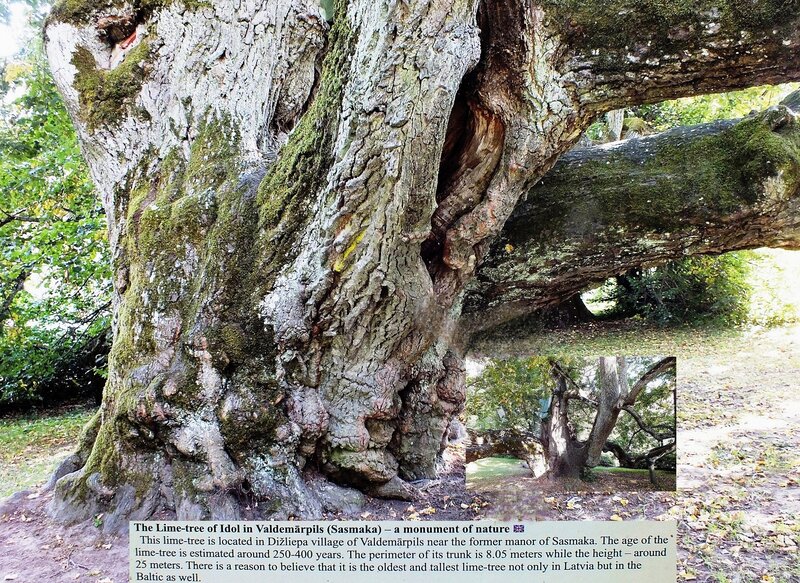 Old Lime Tree
