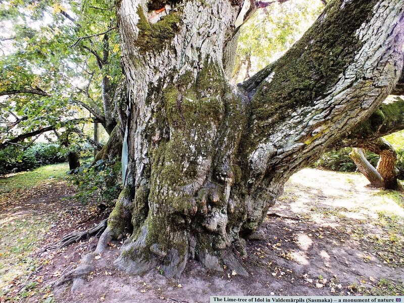 Old Lime Tree Trunk