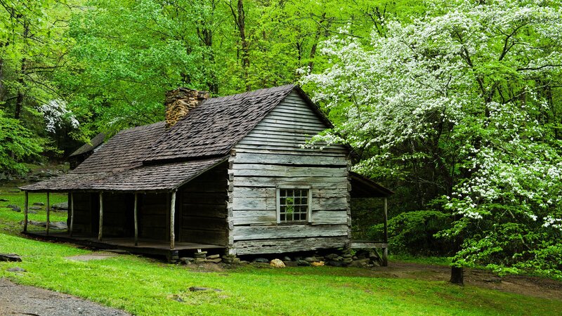 Old Log Cabin — Green, Serene, Spring, Photograph, Forest, Trees