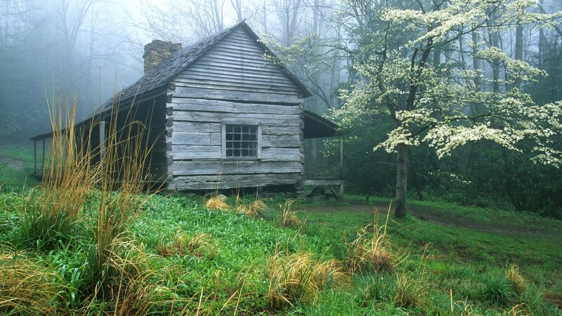 Old Log Cabin in Forest — Green